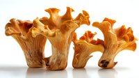 Fresh chanterelle mushrooms arranged in a row on white background, showcasing their distinctive trumpet-shaped caps and golden-orange color.