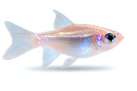 Luminescent pink and blue tetra fish with translucent fins swimming gracefully on white background, isolated aquatic creature for design projects.