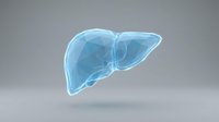 Transparent blue liver organ anatomy illustration on gray background for medical education and healthcare presentations.
