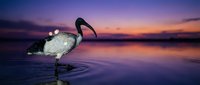 Sacred ibis wading in calm water during purple sunset twilight with reflections creating serene wetland scene for nature and wildlife photography projects.