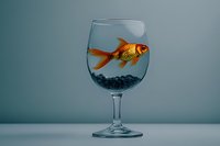 Vibrant goldfish swimming inside a clear wine glass with dark pebbles, creative surreal concept on a soft gray background.