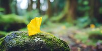 Single yellow autumn leaf resting on moss-covered rock in peaceful forest setting with soft natural lighting and blurred green background.