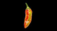 Hot chili pepper isolated on transparent background, ready for t-shirt designs, clipart, stickers, print-on-demand products, and sublimation projects.