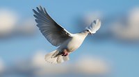White dove flying against blue sky with spread wings and tail feathers, symbolizing peace, freedom, and spirituality in soft natural lighting.