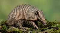 Armadillo with distinctive banded shell armor foraging on mossy ground in natural habitat. Wildlife photography showcasing mammal behavior and adaptation.