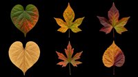Autumn leaves collection featuring heart-shaped and maple leaf forms in fall colors including green, gold, orange, and burgundy. Isolated on transparent background, ready for t-shirts, clipart, stickers, and print-on-demand designs.
