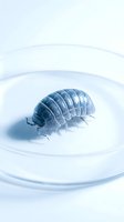 Microscopic pill bug isopod crustacean in petri dish for scientific research and biological study in laboratory setting.