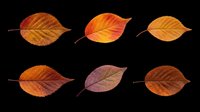 Autumn leaves in various shades of orange, red, brown and yellow isolated on transparent background. Ready for t-shirt design, clipart, stickers, sublimation and print-on-demand projects.