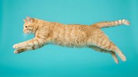 Orange tabby cat jumping mid-air with extended paws against turquoise background. Playful feline in dynamic motion showing athletic grace and energy.
