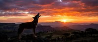 Wolf howling at dramatic sunset with orange and purple sky over mountain landscape wilderness scene.