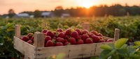 Fresh ripe strawberries in wooden crate at sunset farm field. Organic berry harvest agriculture concept for healthy eating and local produce marketing.