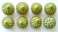 Fresh green durian fruits arranged in two rows on white background, exotic tropical Asian fruit with spiky shell and distinctive aroma, isolated food photography.