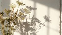 Dried wildflower stems casting delicate shadows on white wall, creating natural botanical pattern for home decor, design projects, and minimalist aesthetic backgrounds.