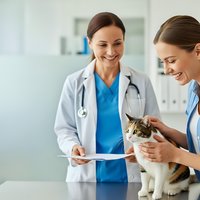 Two female veterinarians examining tabby cat in modern clinic. Professional healthcare team providing pet medical care and consultation services.