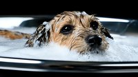 Wet terrier mix dog taking bubble bath, close-up portrait showing adorable scruffy face peeking out from white soap suds in black bathtub. Pet grooming and care concept.