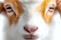 Close up portrait of young white and ginger goat face showing detailed eyes and nose against blurred background, farm animal macro photography.
