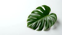 Lush green monstera leaf with distinctive split patterns and natural veins displayed on white background for botanical and interior design projects.