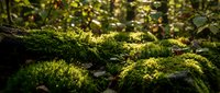Vibrant green moss covering fallen log in sunlit forest with dappled light filtering through autumn foliage creating natural woodland carpet texture.