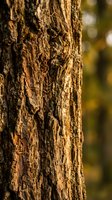 Detailed close-up of rough tree bark texture with natural brown patterns and deep grooves in warm sunlight for nature backgrounds and organic designs.
