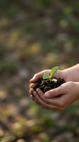 Hands gently holding small green seedling in rich soil with natural bokeh background representing growth, care, environmental protection and new beginnings.