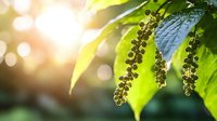 Fresh green walnut tree branches with young fruits in spring sunlight, natural bokeh background creates dreamy garden atmosphere.