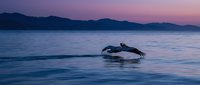 Whale tail fluke emerging from calm ocean waters during purple sunset with mountain silhouettes in background creating serene marine wildlife scene.