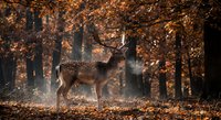 Spotted deer standing gracefully in golden autumn forest with warm sunlight filtering through orange foliage creating magical woodland atmosphere.