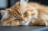 Fluffy orange tabby cat lying down with sleepy expression and bright amber eyes resting on surface in soft natural lighting for pet care and feline content.