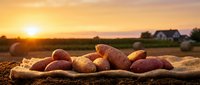 Fresh red potatoes on burlap sack at golden sunset with farm fields and hay bales in background, rustic harvest scene.