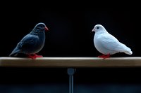 Two pigeons, dark gray and pure white, perched on wooden bar against black background, symbolizing contrast, balance and duality in nature.