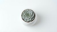 Small succulent plant in white ceramic pot viewed from above on clean white background for home decor and gardening projects.