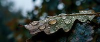 Autumn leaf with water droplets after rain on dark bark surface. Natural macro photography showing seasonal change and moisture in forest environment.