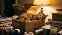 Tabby cat sleeping peacefully in cardboard moving box surrounded by packed belongings and warm lamp light during home relocation process.