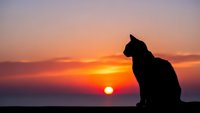 Cat silhouette sitting against dramatic sunset sky with orange and purple clouds. Pet animal backlit by golden sun creating peaceful evening scene.