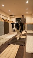 Border Collie dog walking on various textured floor mats in a modern indoor training facility with a person standing in the background.