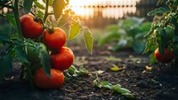 Fresh ripe red tomatoes growing on vine in organic vegetable garden with warm sunlight and greenhouse background for healthy farming and agriculture.
