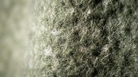 Close-up macro view of natural wool fiber texture showing detailed surface structure for textile and fabric design applications.