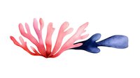 Delicate watercolor coral branch with navy blue stem on white background, isolated botanical marine life illustration for nature and ocean designs.