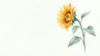Watercolor sunflower with green leaves on white background, botanical illustration for greeting cards, wedding invitations and floral design projects.