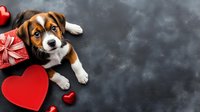 Adorable beagle puppy lying with red heart shapes and gift box on dark background. Valentine's day or romantic celebration concept with copy space.
