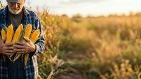 Senior farmer holding fresh corn cobs in plaid shirt and hat standing in golden harvest field at sunset, agricultural produce and farming lifestyle.