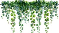 Cascading eucalyptus leaves and branches in watercolor style on white background, green botanical elements for wedding invitations and decorative design.