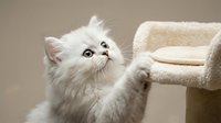 White fluffy cat looking up at cat tree platform, playful pet behavior for animal lovers and veterinary content.