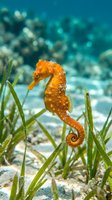 Orange seahorse swimming among seagrass in crystal clear tropical waters with coral reef background. Marine life underwater photography for ocean conservation.