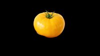Fresh yellow tomato isolated on transparent background, ready for clipart, t-shirt design, print-on-demand products, stickers, and sublimation projects.