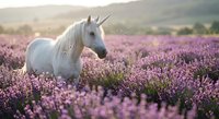 White unicorn with flowing mane standing in purple lavender field during golden hour sunset creating magical fantasy scene for fairy tale concepts.