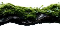 Moss-covered fallen log isolated on white background, ready for nature design projects, environmental graphics, woodland themes, and ecological illustrations.