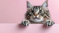 Curious Maine Coon cat with big eyes peeking over edge against pink background, front paws visible, showing playful expression and fluffy fur pattern.