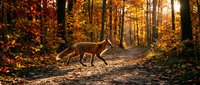 Deer walking through autumn forest with golden foliage and fallen leaves on woodland path during fall season.