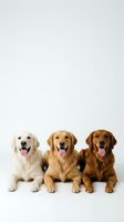 Three happy golden retriever dogs sitting together on white background with tongues out, isolated studio portrait for pet care and veterinary designs.